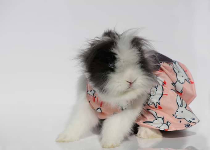 Easter Bunny