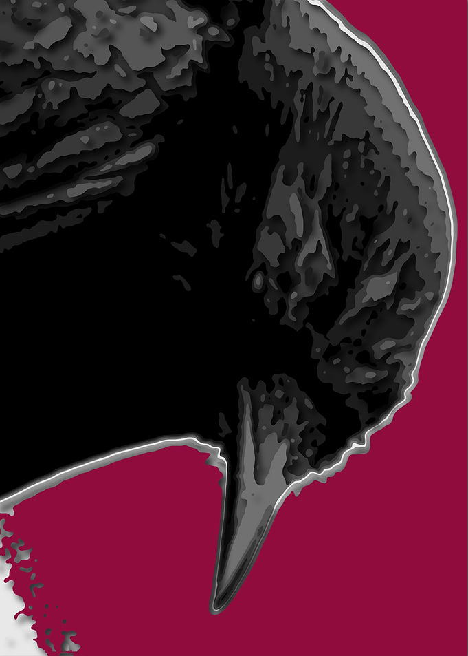 crow