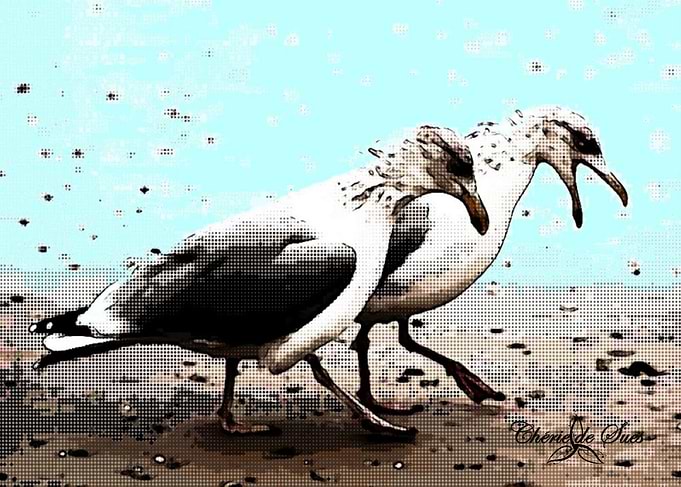 Seagulls Shore Walk