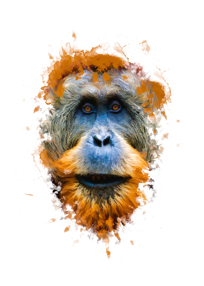 Orangutan monkey