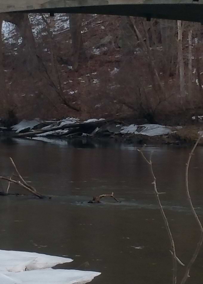 Walk in Bridge Park 5