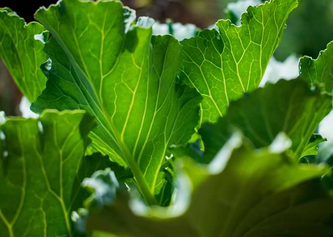 Green vegetable