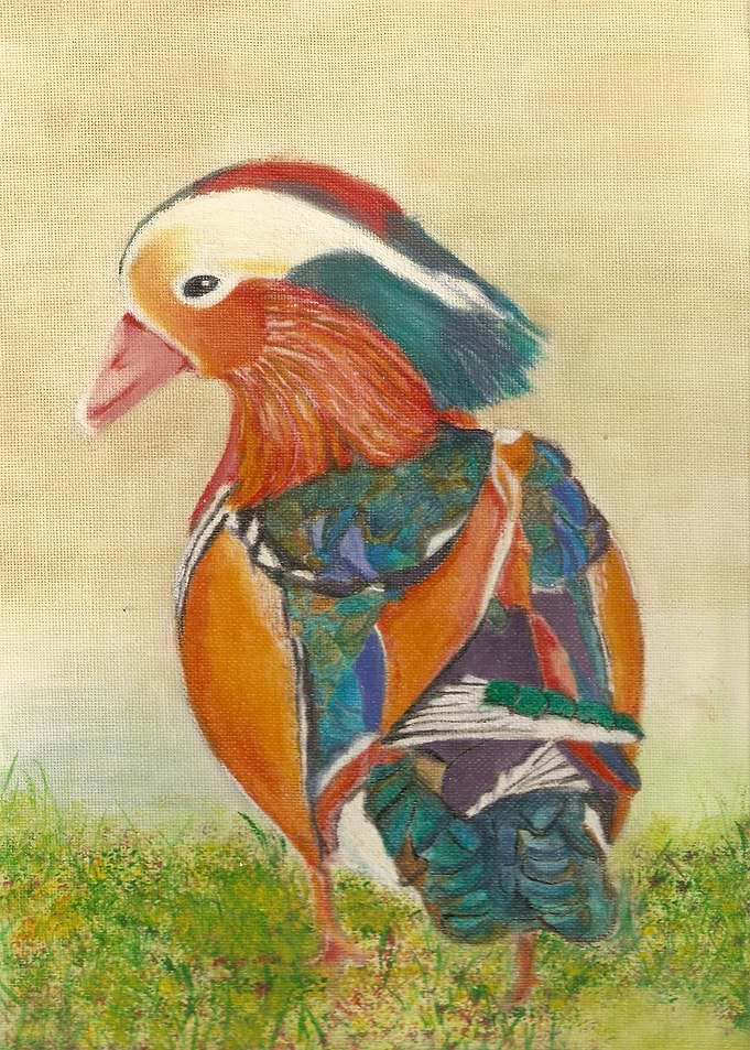 Mandarin Duck