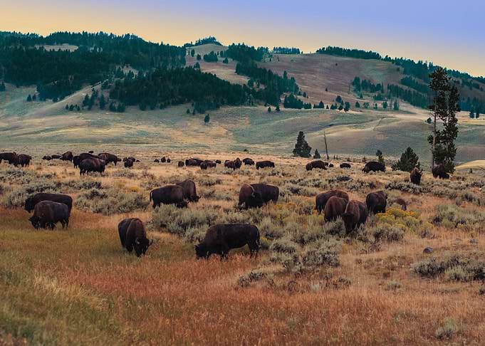 Bison in Paradise