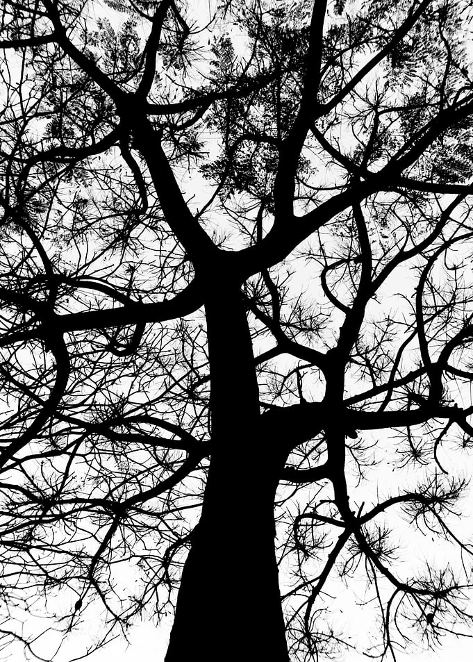 root tree