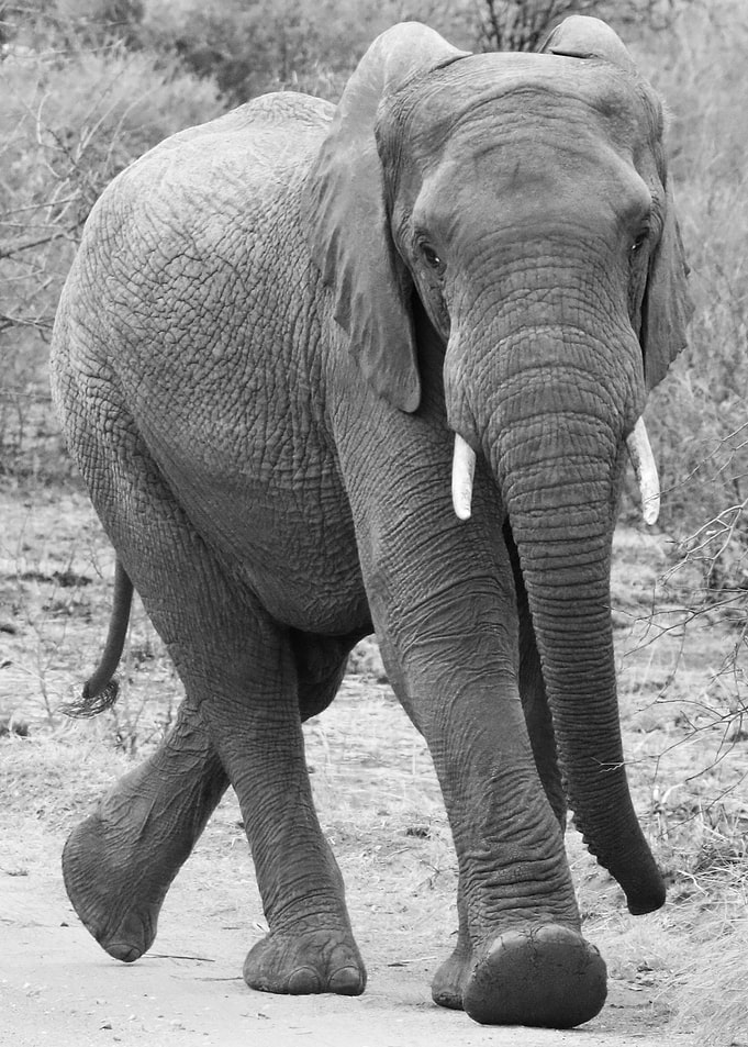 Elephant