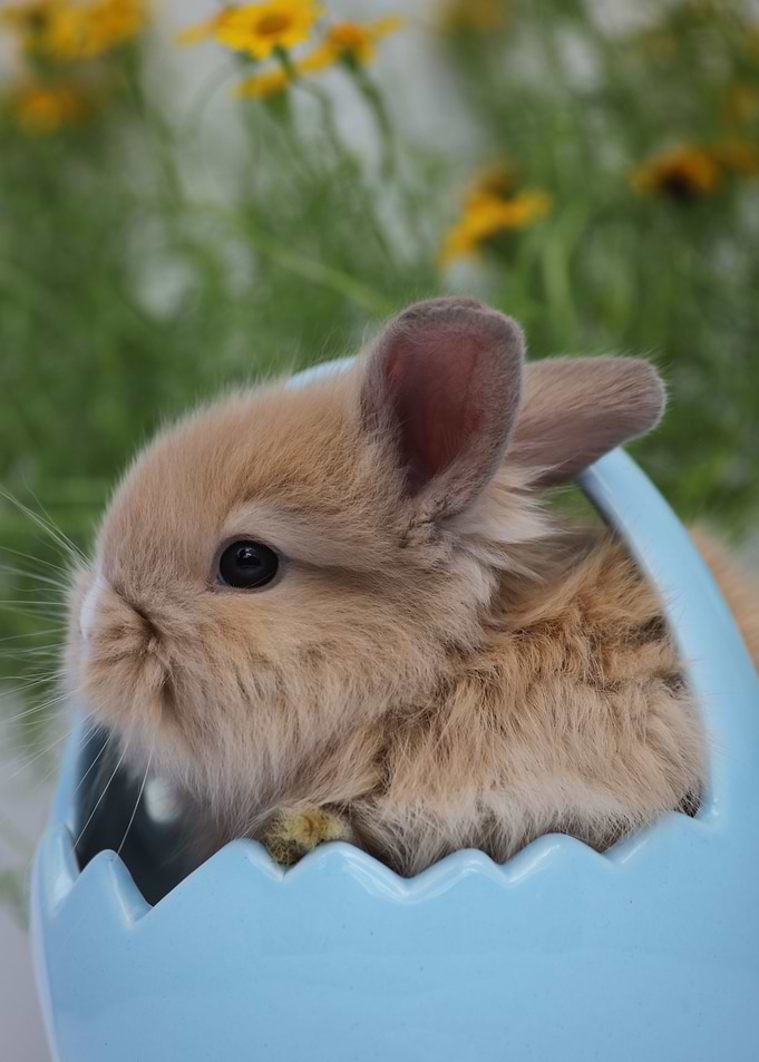 Easter Stuffer