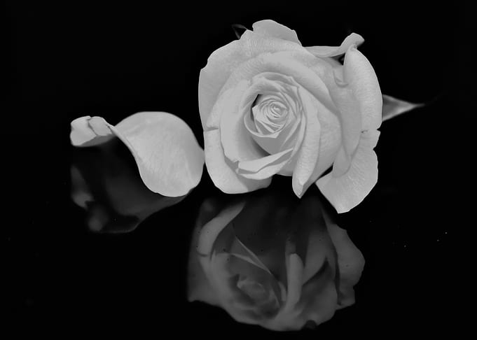 Rose Reflected 2