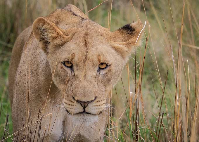 Lion 6