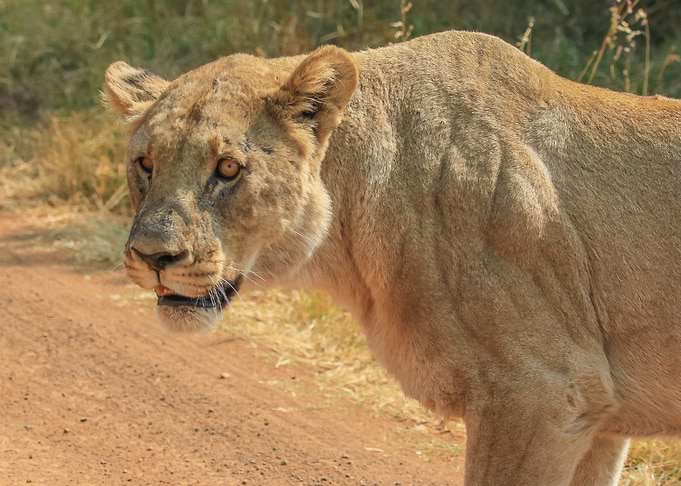 Lion 5
