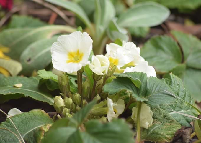 Primrose