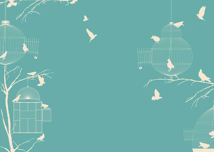 Pigeons and bird cages