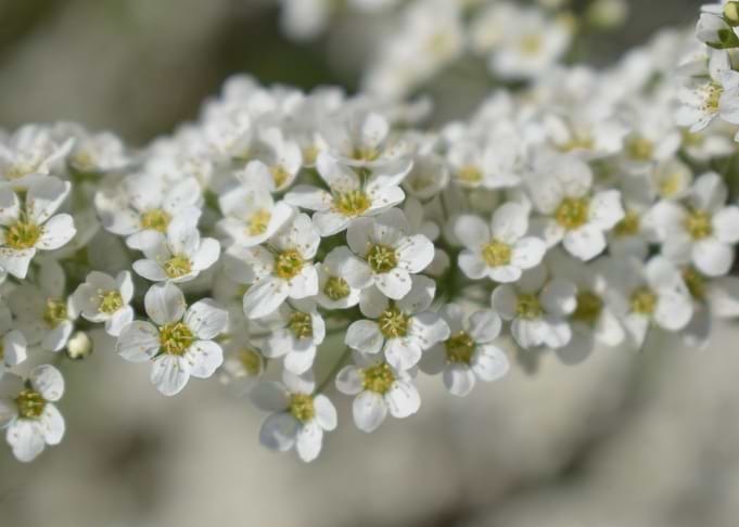 Branched White