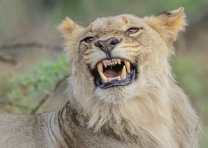 Lion 1