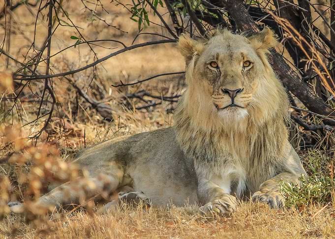 Lion 7