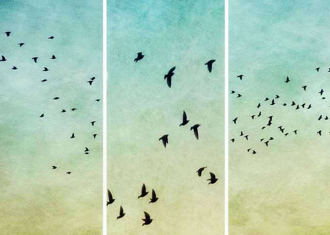 Birds