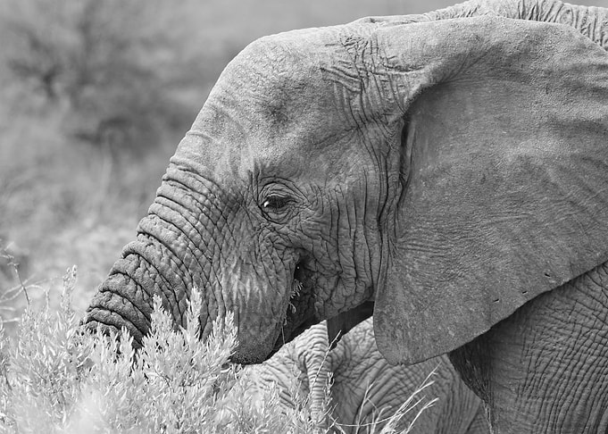Elephant is eating