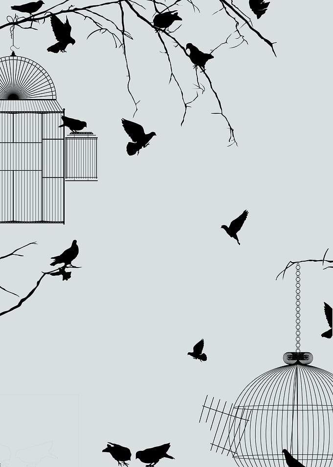 Pigeons and bird cages