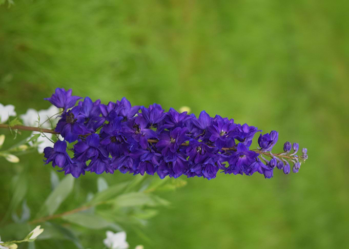 Lupin