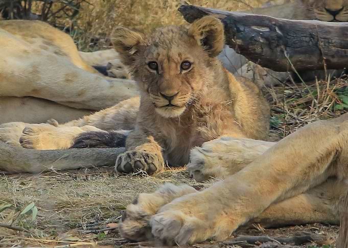 Lion 2