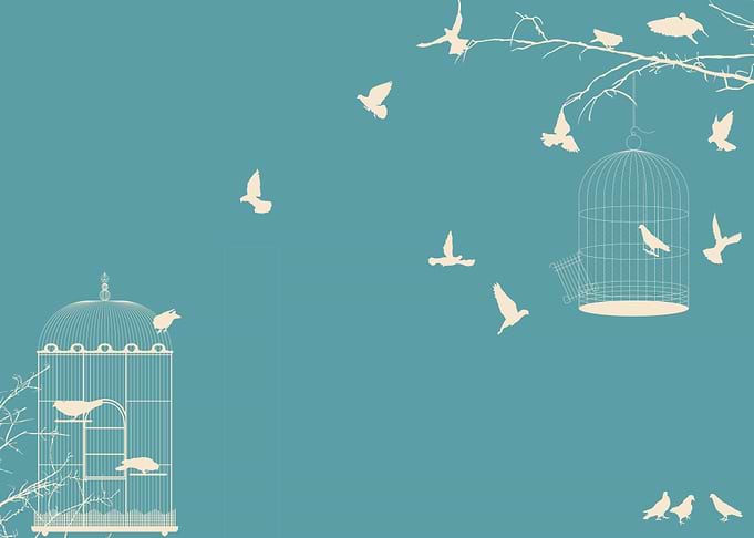 Pigeons and bird cages
