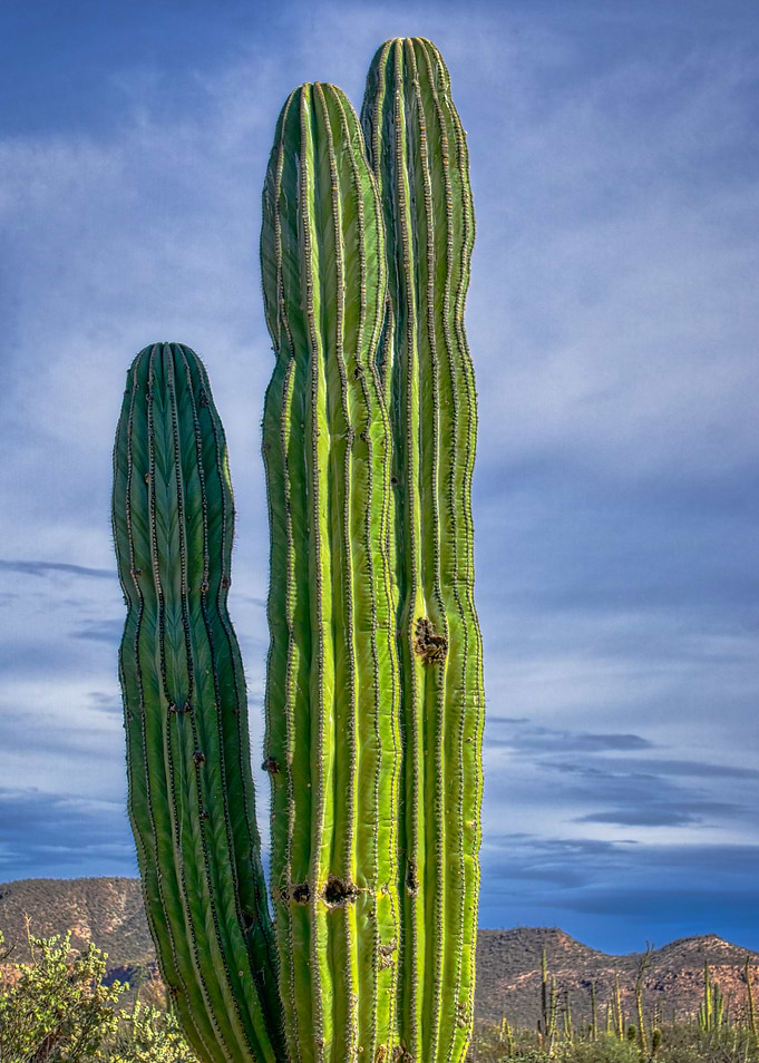 Cardon Cactus