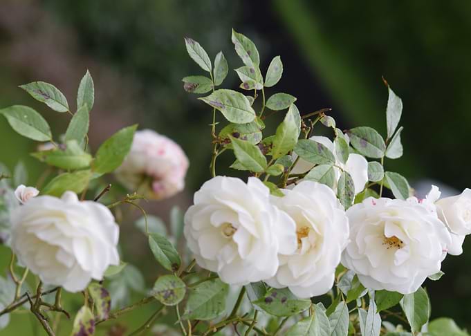 White Roses
