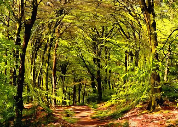 A Forest Walk