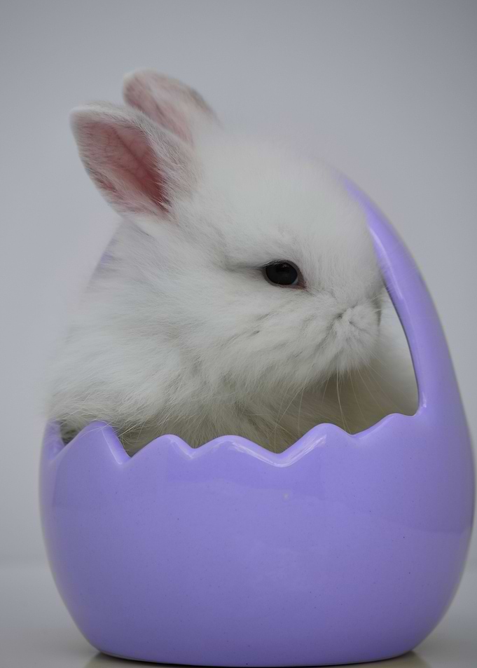 Egg Stuffer