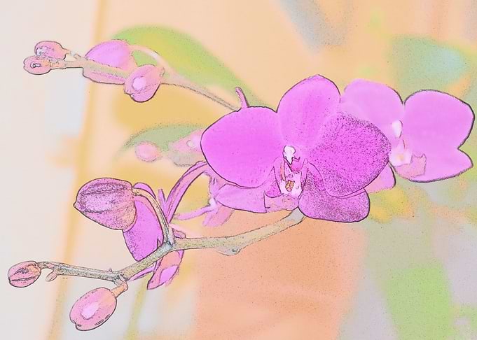 Fushia Orchids