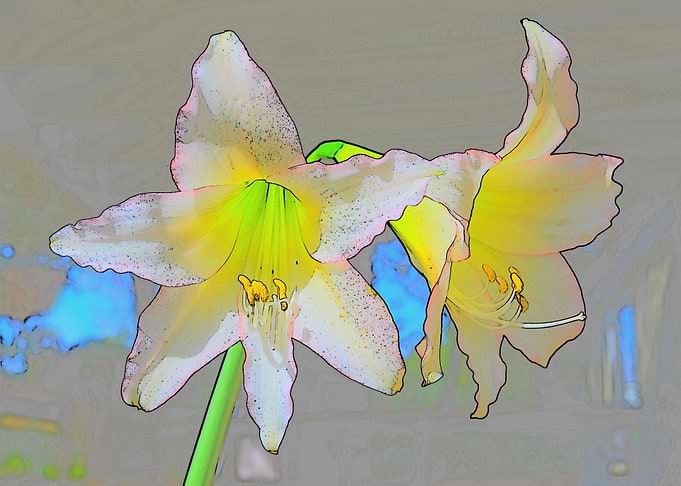 Nellies Amaryllis