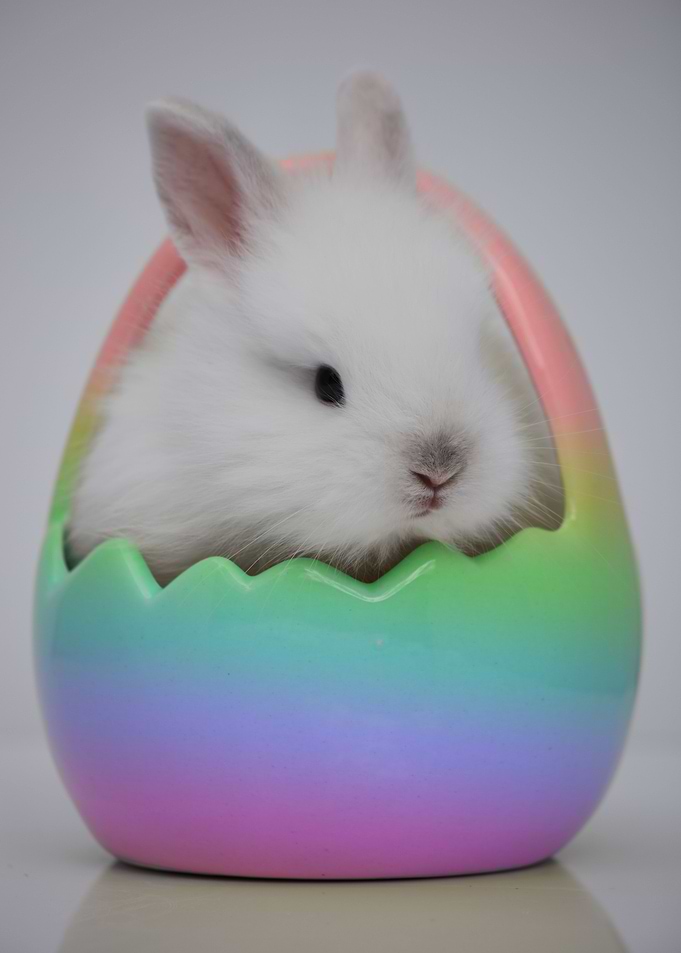 Easter egg stuffer