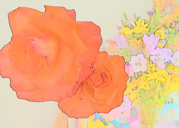 Orange Roses