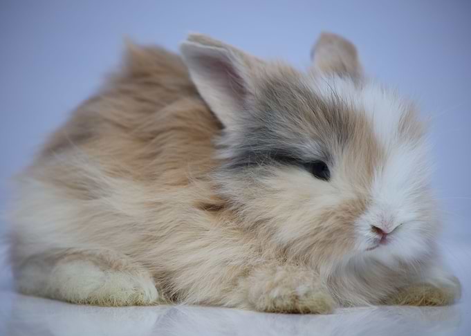 Angor bunny