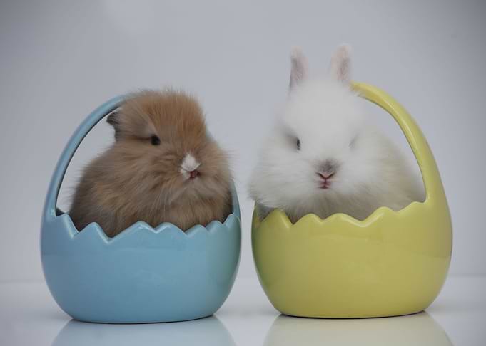 Easter egg stuffer