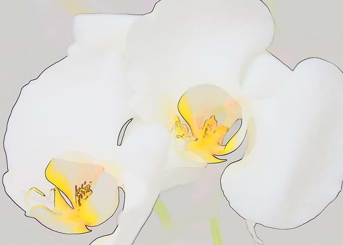 Essence of Orchids