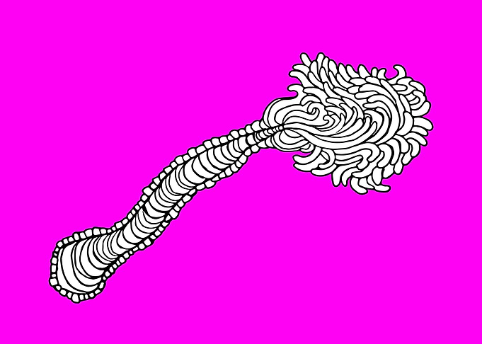 Mop Eel