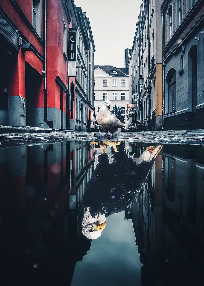 You a pigeon or an eagle