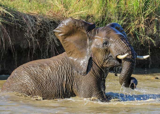 Elephant 7