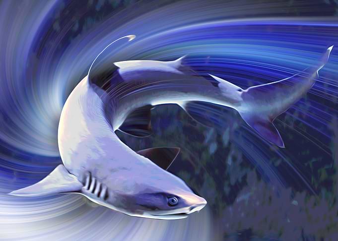 Whitetipped Reef Shark