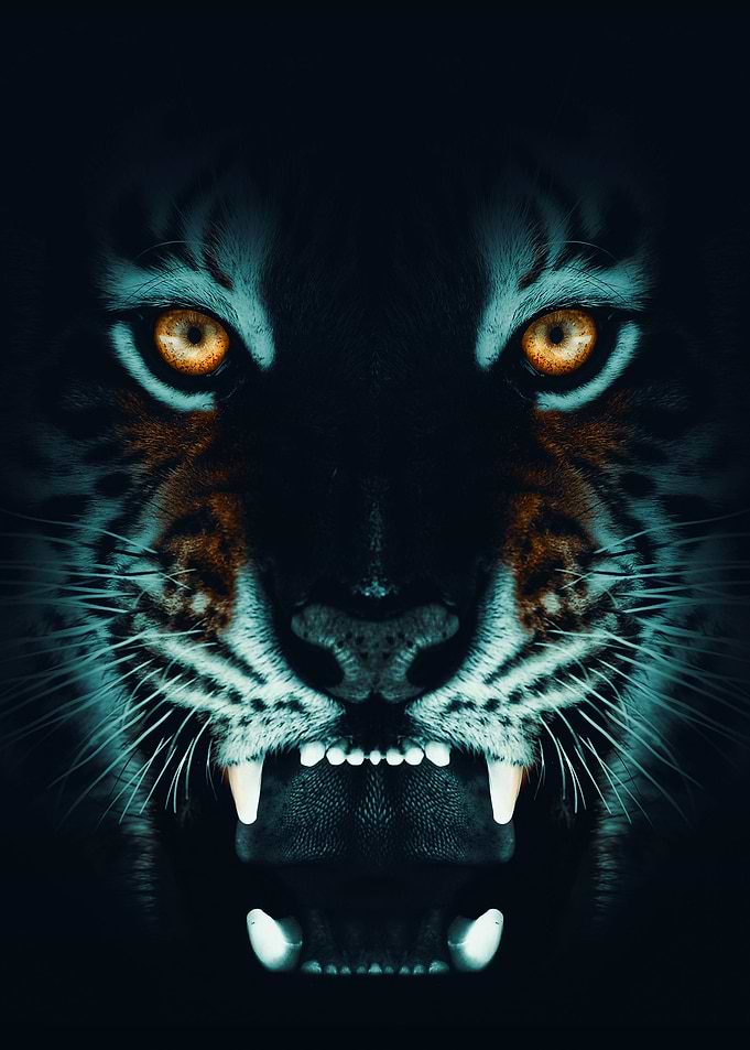 wild tiger face