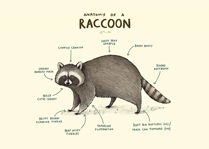 Anatomy of a Raccoon