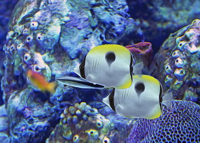 Teardrop Butterflyfish
