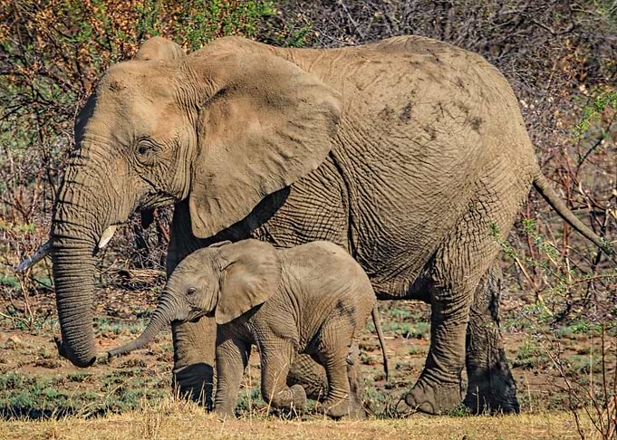 Elephant 5
