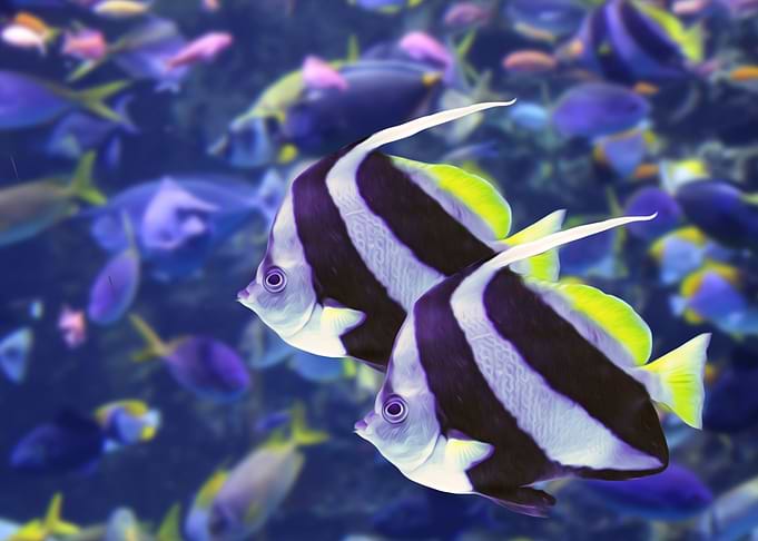 Schooling Bannerfish