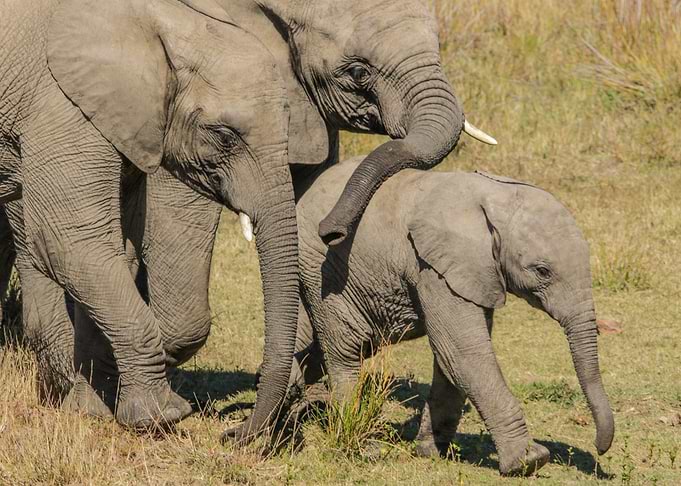 Elephant 3