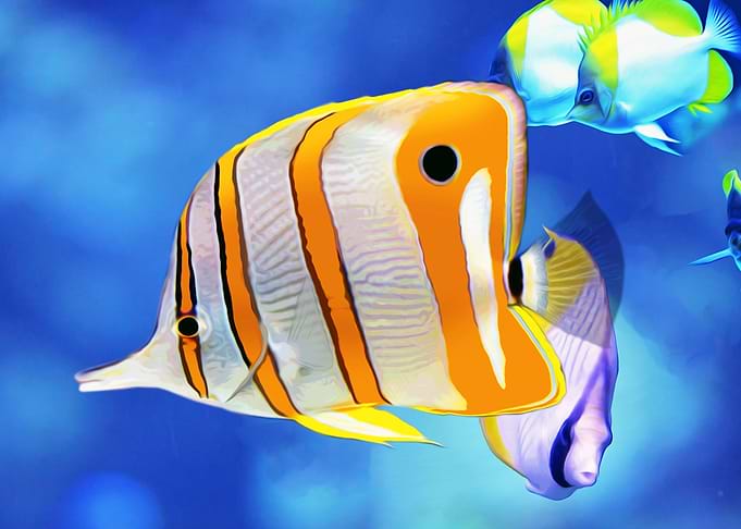 Beaked Coralfish
