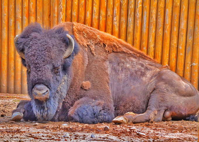 Bison