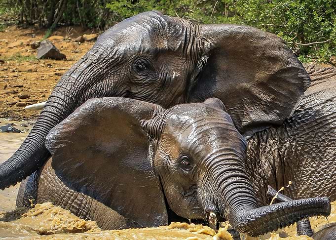 Elephant 8