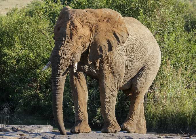 Elephant 6